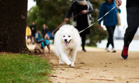 Need To Track Down A Dog Poo Petrator There S A Dna Test For That Us Small Business The Guardian