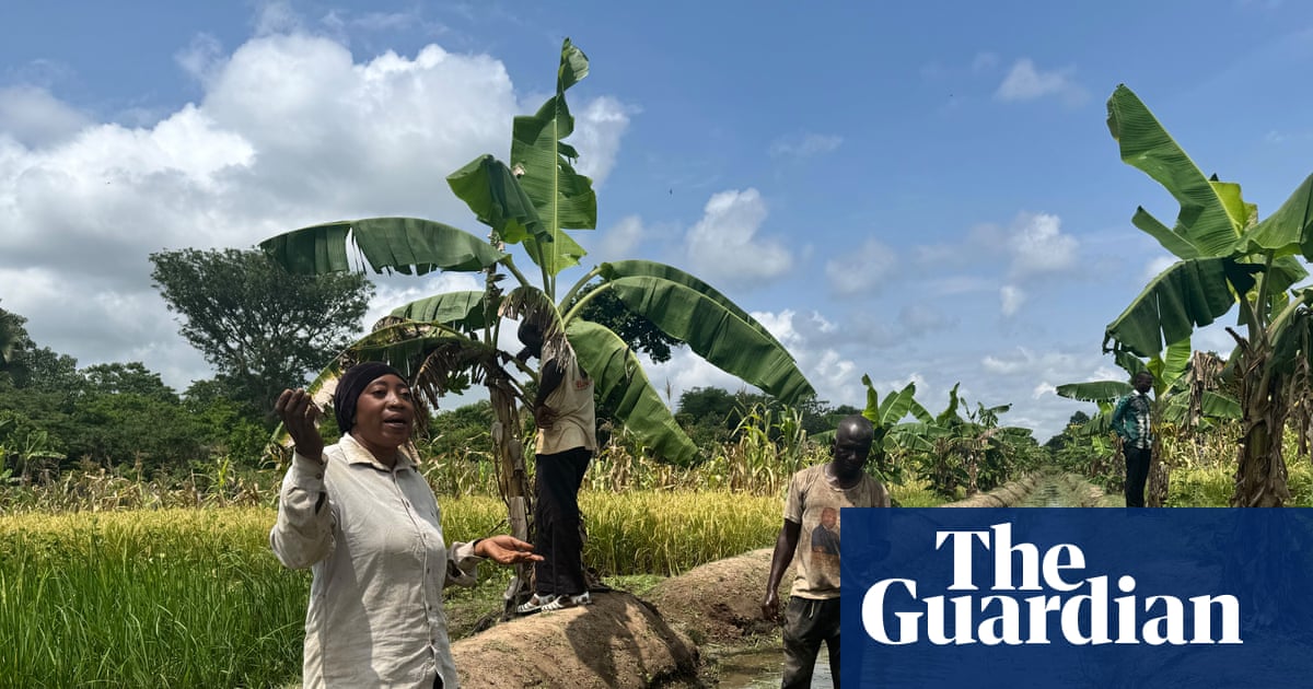 Growing pains: can rice production in Africa keep up with demand?