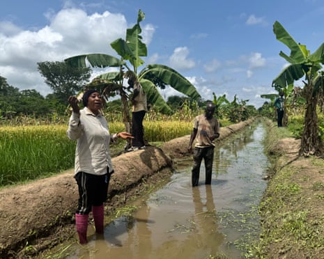 Women and men stand in a rice field