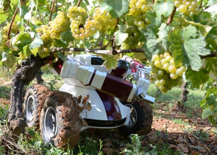 Robot grape pickers are tested in a French vineyard