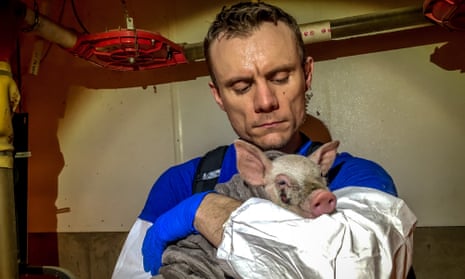 A man wears blue safety gloves while holding a small pig