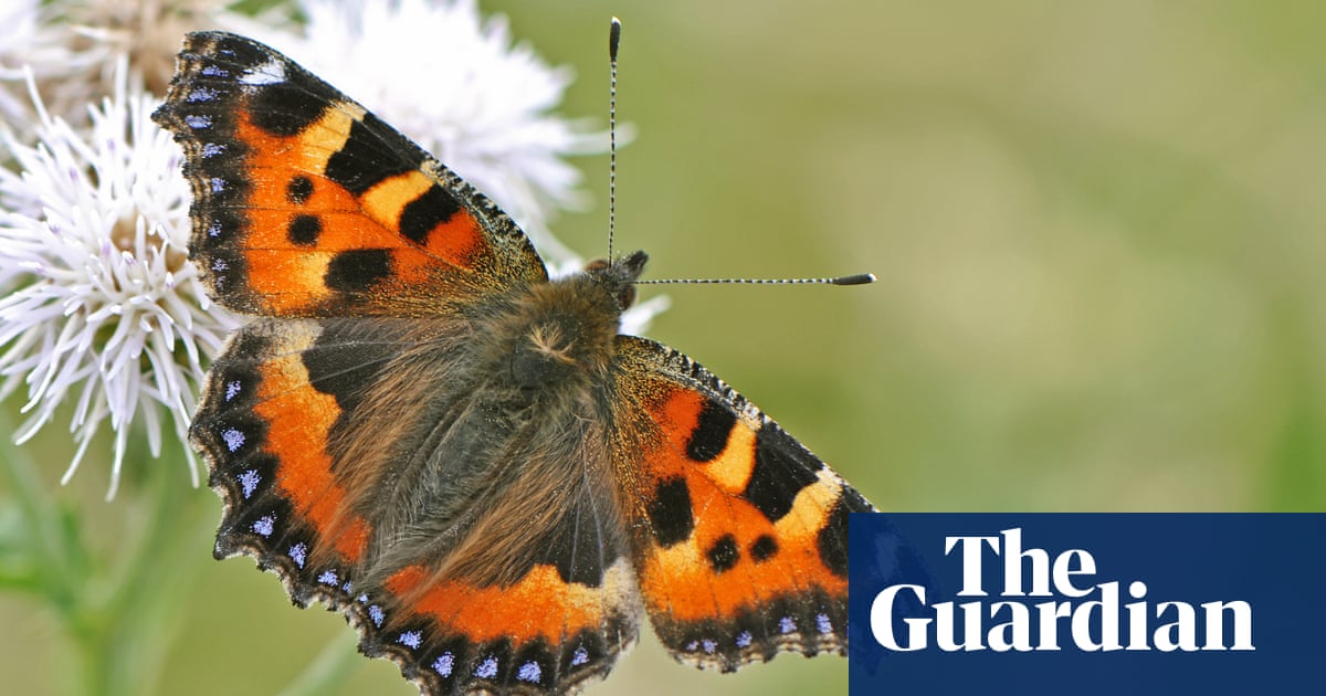 Big Butterfly Count in UK begins with eyes on declining numbers