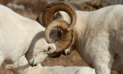 Two Dall Sheep Rams lock horns while fighting for dominance during the Autumn rut in Denali National Park, Interior Alaska