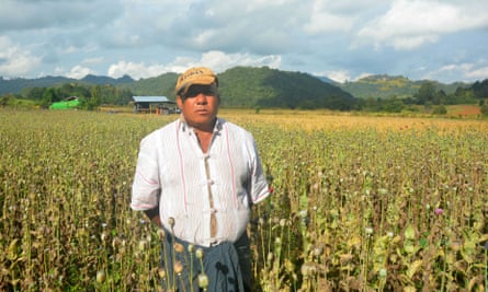 Opium farmer U Bo, in eastern Myanmar’s Shan State, shows his crop.