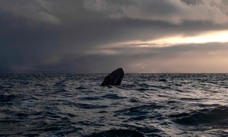A gray whale off Baja California Sur. ‘We believe that that life isn’t taken by us, but that the creature chooses to give its life to us to sustain us,’ said the Makah tribal council chairman.