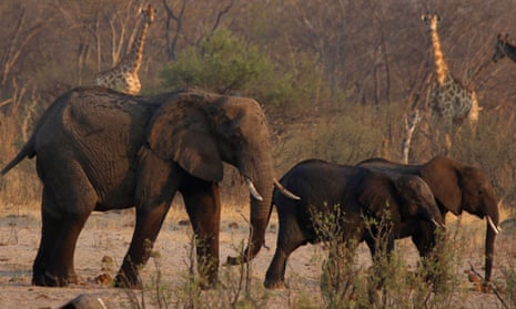 Elephants and giraffes near a watering hole in Hwange National Park, Zimbabwe