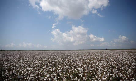 Cotton harvest in Çukurova, Turkey.