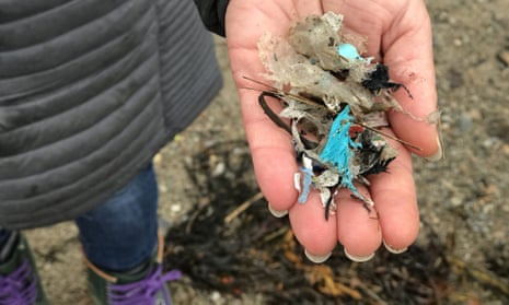 Shredded plastic collected on Sears Island