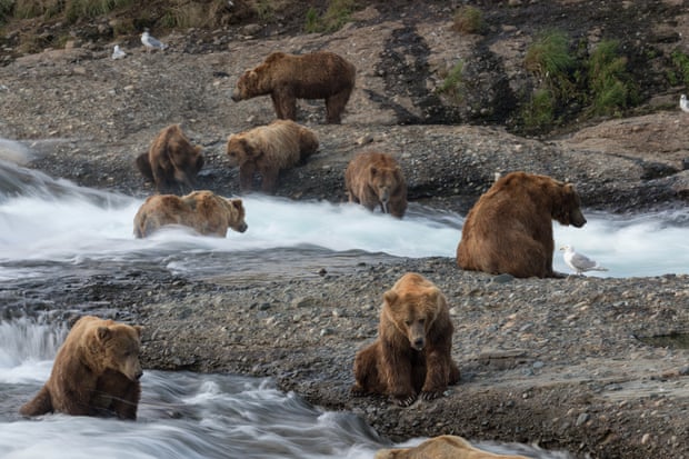A proposed mine in Alaska will endanger brown bears – and much more 2048