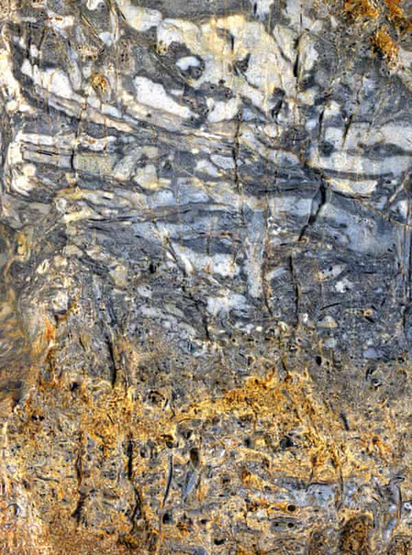 Exquisitely Preserved Fossil Deposit A Window On Early Life On Land Susannah Lydon Science The Guardian