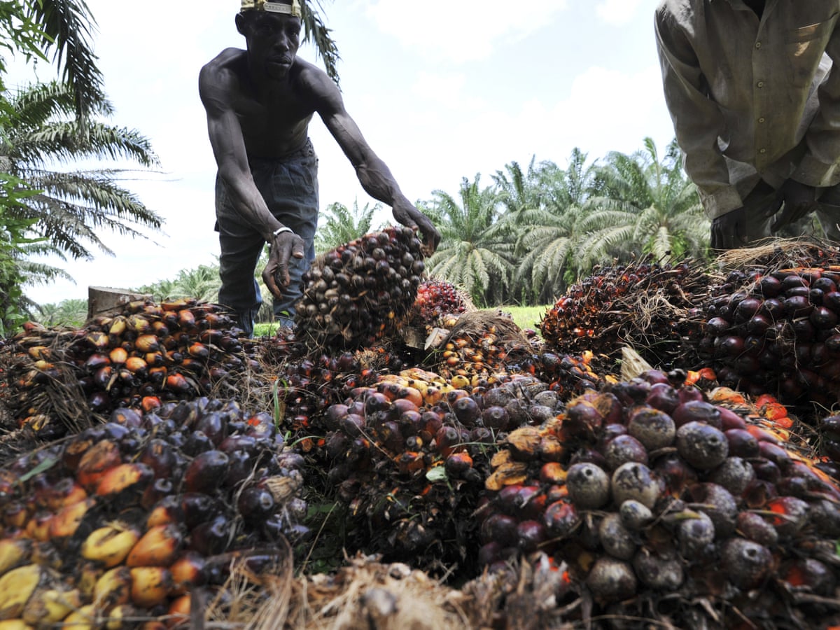 Oil palm Oil palm