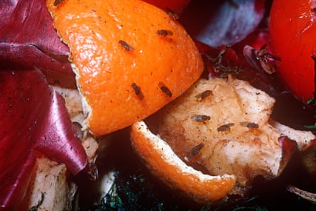 Small fruit flies feeding on an apple core, orange peel and onion skins in a compost heap