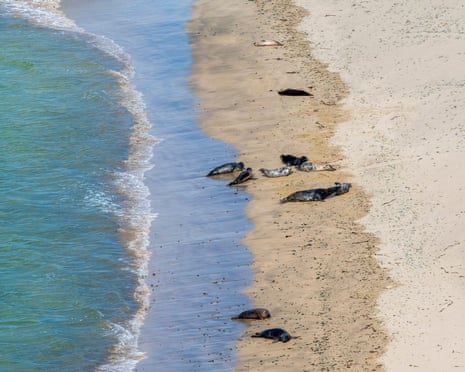 Seals sunbathing on Rerwick Beach, Shetland Islands, Scotland.