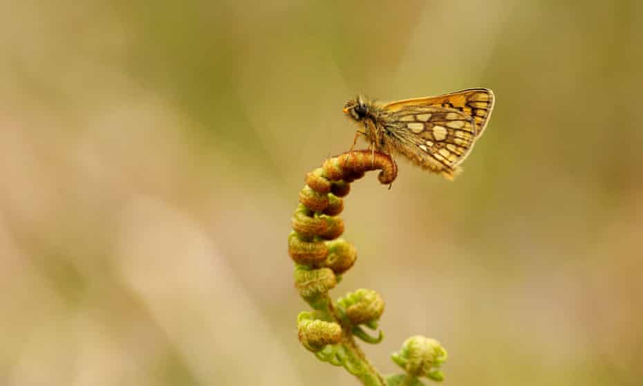 The chequered skipper butterfly has been reintroduced in a secret location in a forest in Northamptonshire. 