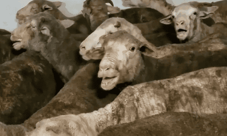 Heat stressed sheep filmed on the Australian live export ship Awassi Express by a whistleblower on a voyage from Fremantle to the Middle East in August 2017.