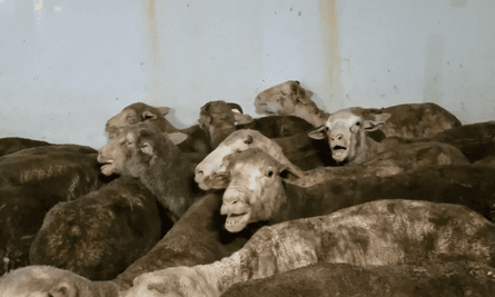 Heat stressed sheep filmed on the decks of the Australian live export ship Awassi Express by a whistleblower on a voyage from Fremantle to the Middle East in August 2017.