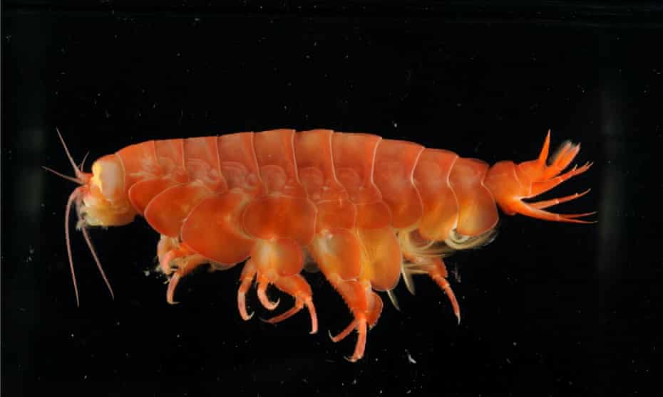 Eurythenes atacamensis, a giant new crustacean endemic to the Peru-Chile ocean trench, identified by scientists in 2021