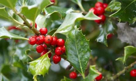 Ancient Americans satisfied caffeine addiction with holly and cacao ...
