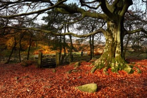 Padley Gorge, Peak District
Autumn is magical here. Orange and golden leaves litter the woodland floor and paths lead up stone steps and over wooden bridges, fungi glisten in the dew as mist rises through the woods illuminated by the sun’s rays that filter down through the canopy.Photograph: Chris Gilbert