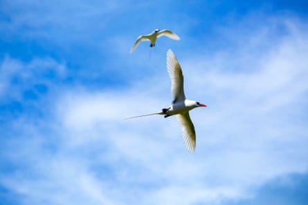 birds fly in the sky