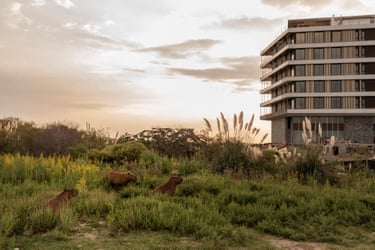 Capybaras eat grass in the public areas of the private town of Nordelta, close to a construction zone