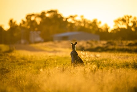 A kangaroo by the West Tilpa Road, just east of Wilcannia