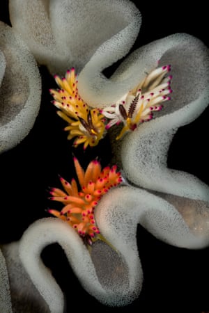 Three sea slugs feeding on egg ribbons