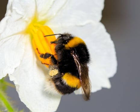 A bumblebee on a white flower