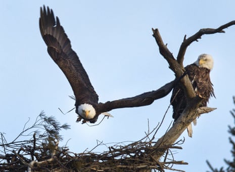 Two bald eagles in a nest