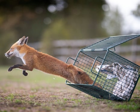 A rescued fox leaps to freedom in rural Essex, UK