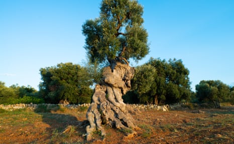 Thriving century-old live olive trees.