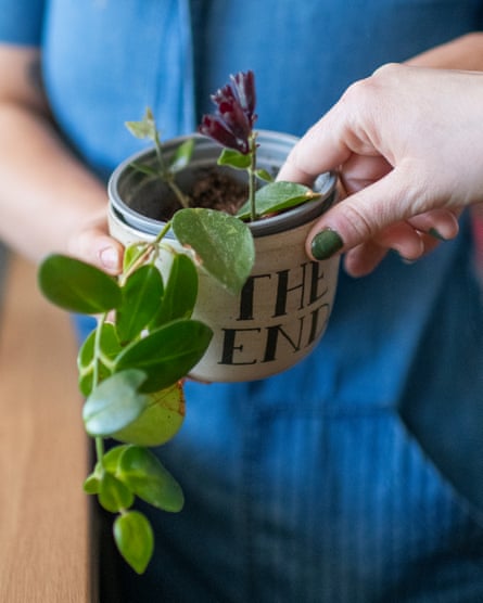 A lipstick plant in a pot