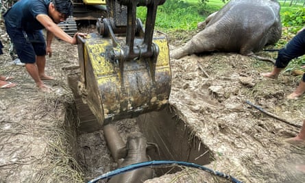 An excavator is lowered into a manhole where an elephant calf is stuck