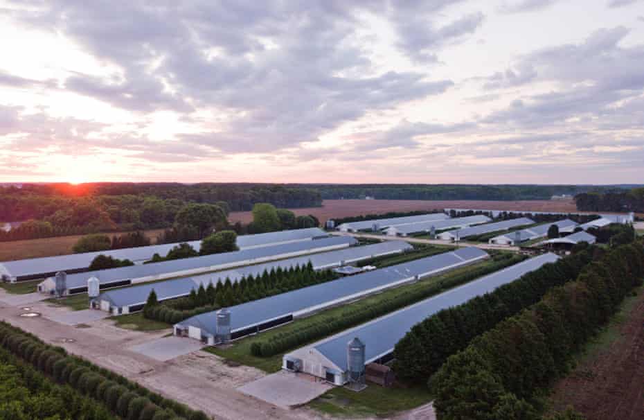 The sun rises over chicken houses on a farm in Virginia.