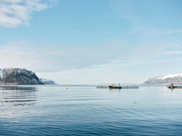 Open-water fish farms belonging to Iceland’s biggest salmon farm company Arnarlax, situated off the coast of Bildudalur in the remote Westfjords region. Campaigners are pushing for open net farms to be replaced by closed containment farms, which avoid the risk of genetic dilution and sea lice infestation.