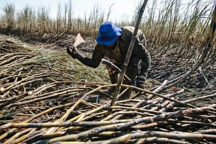 A farmer chops sugarcane in a field