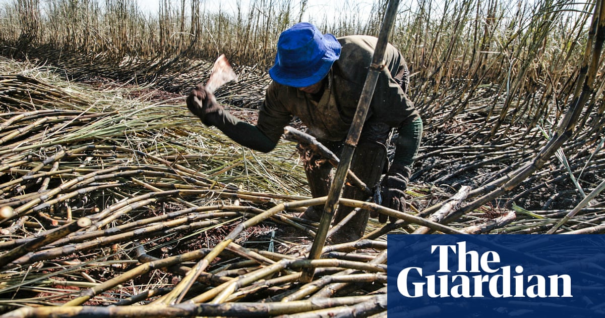 Цената на захарта скочи до най високото си ниво от 2011