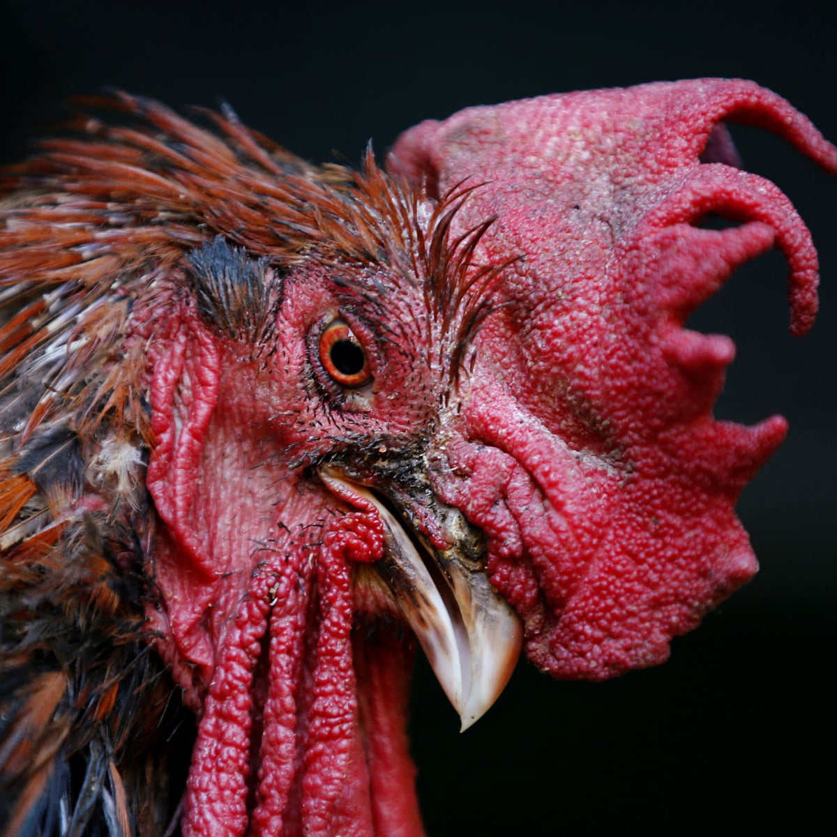 Download Maurice The Noisy Rooster Can Keep Crowing Court Rules France The Guardian