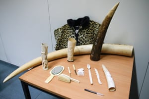 Ivory pieces collected by the Belgian Health Ministry as part of an illegal ivory trade awareness campaign are displayed at the ministry in Brussels. The campaign targets people who possess ivory objects and who do not know what to do with them. It gives them the possibility to get rid of those objects. It also targets the purchase of holiday souvenirs made from endangered animals and plants