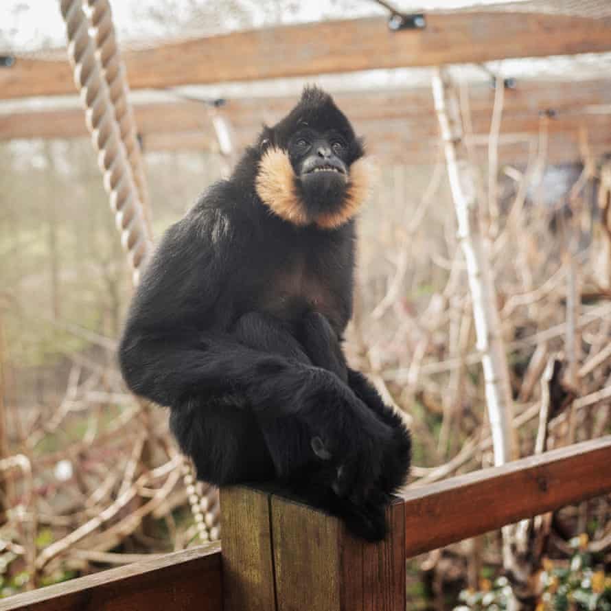 Jimmy the Gibbon.