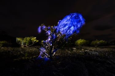 A blue luminescent glow on a fishing net tangled in a mangrove