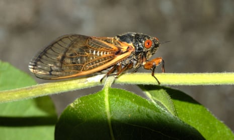 ‘When they are this abundant, they fly, land and crawl everywhere, including occasionally landing on humans,’ said Gary Parsons of Michigan State University. 