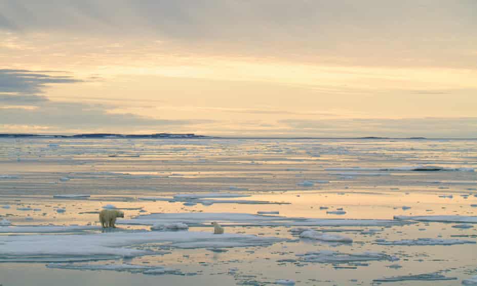 A polar bear and her cub off Svalbard, Norway. Polar bears are driven farther inland as global heating melts sea ice faster, increasing the chances of conflict with humans.