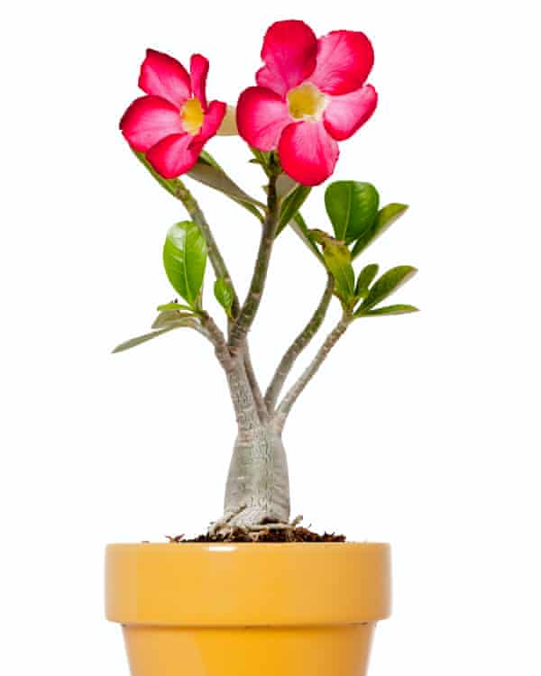 Desert roses will shortly gain your coronary heart | Gardening suggestions 1 Pot luck: a desert rose shows off its full-bellied trunk.