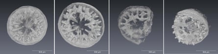 Coral x-ray images