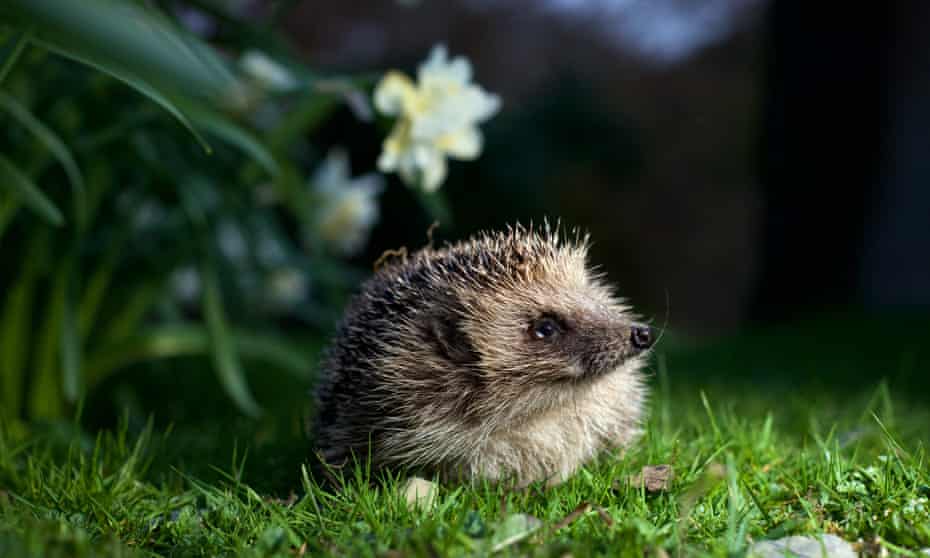 Hedgehog in garden near Corwen, North Wales