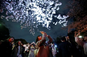 Visitors take photos under illuminated cherry blossoms at Ueno Park in Tokyo