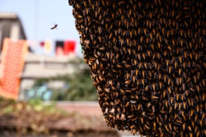 Uma abelha gigante (Apis dorsata) retorna à sua colmeia em um prédio em Nabin Nagar, Bengala Ocidental, Índia
