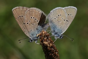 A pair of Mazarine blue (Cyaniris semiargus) butterflies