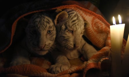 Bengal tiger cubs are covered with blankets
